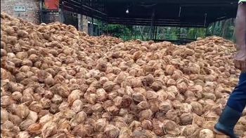 Fresh Coconut Organic Natural Grade Mix Grade Color Light Brown Packaging Net Bag Port Jakarta-Indonesia Weight (kg) 700 Gram Up - PT Trinus Timur Indonesia - Indonesia