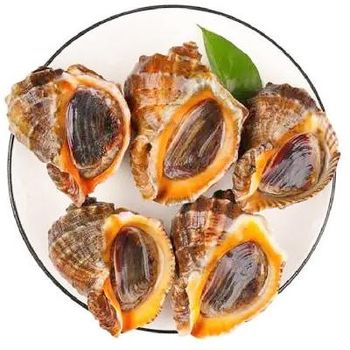 Wholesale Bulk Good Quality Seafood Frozen Seashells Snail Shells Conch - Fujian Miaotianhui Food Co., Ltd. - China