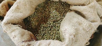 SC 17- 19 Indian Arabica and Robusta Green Coffee Beans - Native Roots (Coffee Capital of India) - India