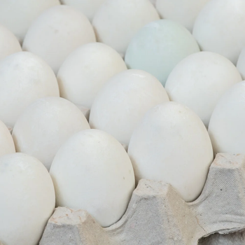 Wholesale Premium Fresh White & Brown Chicken Eggs – Bulk Supply Available  Looking for a reliable supplier of premium-quality chicken eggs? We offer fresh White and Brown Table Eggs carefully selected for quality, freshness, and nutritional value. Ideal for wholesalers, distributors, supermarkets, retailers, food service providers, and food processing companies worldwide. - FK GLOBAL TRADING - Netherlands