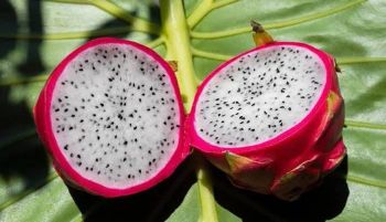 Pakistani Mangoes Degree of Processing Other Degree Of Maturity Semi-Ripe - Hashim - Pakistan