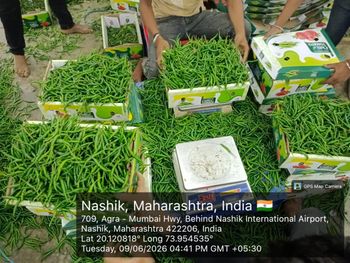 Fresh Green Chilli (G4) - Engrotex Global - India