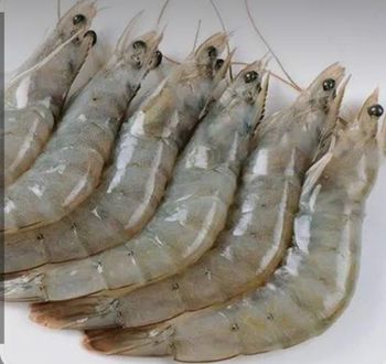 Vanamei and black tiger - Csb shrimp exporters - India