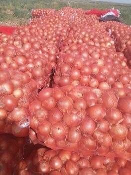 yellow onion Type onion Packaging bag Manufacturer Uzbekistan Appearance Golden-brown Papery Skin Texture Dry With Golden-brown Papery Skin - Freeze Dried Fruit LTD - Uzbekistan