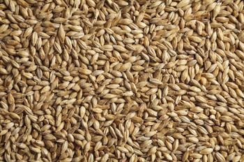Feed Wheat Animal Feed from MsgUs+31687845802 Feed Wheat Animal Feed - MsgUs+31687845802 - Netherlands