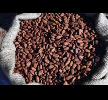 Grade A cocoa beans – product photo, Fermented Cocoa Beans products found from trusted suppliers, wholesalers, manufacturers & exporters Listing