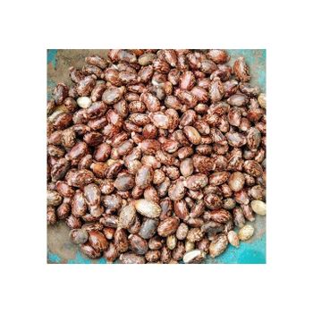 Factory Wholesale 100% Natural High Quality Indian Castor Seeds Dried Ricinus Communis Excellent Drying Process Raw Processing - AL JABLI TRADING COMPANY LIMITED - Tanzania