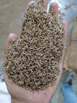 Cumin Seeds Machine Clean 99 Singapore - Greenscape Seeds India LLP - India