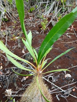 Live Myrmecodia archboldiana (Ant Plant) from Papuan indonesia - Papuan Plant - Indonesia