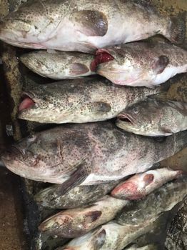 Fresh Chilled Spotted Grouper Payment Terms LC & TT Shipping Method By Air - Sea Star Fisheries - Pakistan