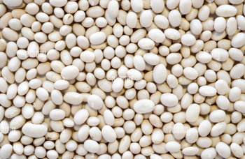 White Beans (Cannellini Beans) - Darawsha Group L.L.C-FZ - United Arab Emirates