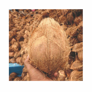 Semi-Husked Mature Coconut ( av 900g Grade A) - Rich Flavor & Thick Meat - Origin Sulawesi, Indonesia - PT. Nusantara Synergia International - Indonesia
