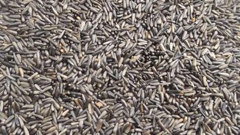 Niger Seeds Purity 98% Min Origin Ethiopia Packaging 50 Kg Pp Bags Moisture Content 6–7% Max Product Features Premium Quality, Ideal For Oil - halefom import - Ethiopia