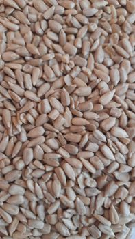 sunflower kernels bakery from BRIGHT EXPORT LTD sunflower kernels bakery - BRIGHT EXPORT LTD - Bulgaria