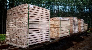 EUCALYPTUS GRANDIS LUMBER AND Grade AA Max. Moisture (%) 18 Minimum Volume 150m³ Average Order Volume 1,000m³ Diameter Option 1 M For 1.2 Mts - BPW TIMBER LTD - Cameroon