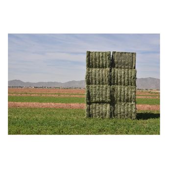 High Quality Alfalfa Hay Grass / Alfalfa Hay Bales Available For Sale At Low Price  -  CALIPSO POLSKA SP Z OO  - Poland