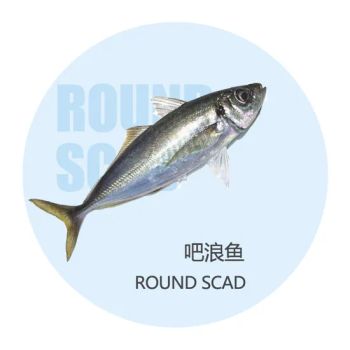 Land Frozen Fish Scad IQF 140-160g/PCS N. W8-8.25kg Mqq 18mt N.W. 100% Resource Wild Certification HACCP Trademark - Shishi Zhengyuan Aquatic Product Science&Technology Development Co., Ltd. - China
