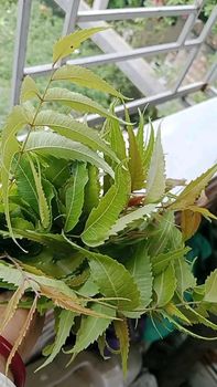 Neem Leaves - Ortegax  - Nigeria