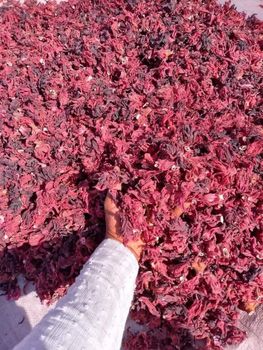 Hibiscus - 1105 Worldwide Solutions Limited - Nigeria