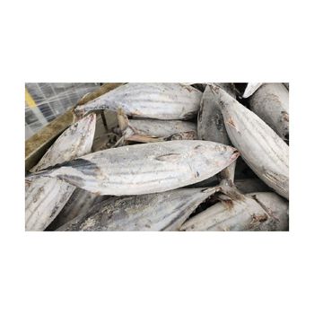 Frozen skipjack bulk supply wholesale cheap price premium frozen seafood - BMU TRADING GMBH - Germany