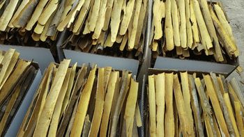 Split cassia - Eximani Vietnam - Vietnam