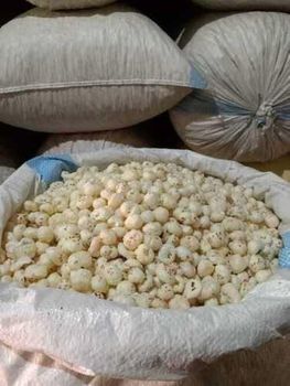 fox nuts - Everbuild Strategies - Nigeria