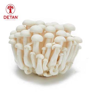DETAN Chinese Factory Growing Exotic White Beech Fresh Shimeji Mushroom - Shanghai Detan Mushroom & Truffles Co., Ltd. - China