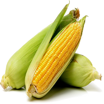 Fresh harvested yellow maize for international bulk export - AK.BOLO MEDIK LTD - Thailand