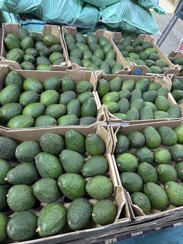 Avocado from Thai hk trading Tanzania limited Avocado - Thai hk trading Tanzania limited - Tanzania