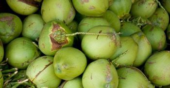 Green Young Coconut from Indonesia - Fresh Fruit - Fresh Coconut - Incoterm : FOB - PT INDORI FLASH COMMODITY - Indonesia