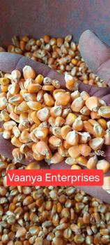Maize corn A grade from Vaanya Enterprises Maize corn A grade - Vaanya Enterprises - India