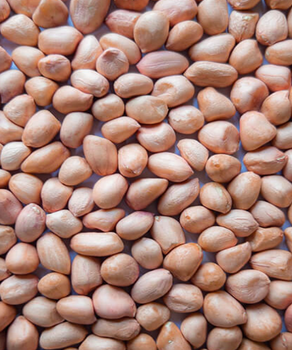 Groundnut Peanut - SF GLOBAL TRADE PVT. LTD - India