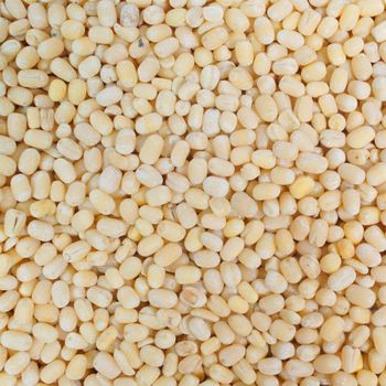 Pure Natural Bulk Dried Whole Urad Dal Gota Use for Making Snacks Available at Affordable Price from Mynmar - UNIPHOS INTERNATIONAL LIMITED - India