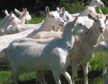SENAAN GOATS Weight 70 Kg Breed Boer Goat Animal Type Goat Live Status Alive Packaging CONTAINERS Product Type Livestock - AGRO AFRIQUE COMPANY LIMITED - Tanzania