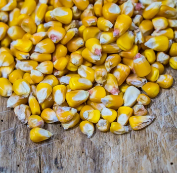 Top Selling Non GMO Yellow Maize Corn/ White Corn & White Corn/Air Dried Yellow Maize Corn for Sale - AGRONOVA - United States