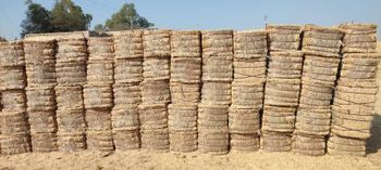 Wheat straw - Wahdanac elites expoters - Pakistan