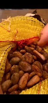 Forastero Cocoa Beans - Ikom, Nigeria Mould Content ≤ 2% Admixture Level ≤ 1% Defective Beans ≤ 4% Foreign Matter ≤ - Bin Safwan General Trading - United Arab Emirates