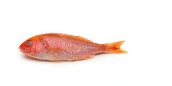 Premium Vermilion Snapper – Fresh, Lean & Delicately Flavored Ocean Fish - UMGS GROUP PTY LTD - South Africa