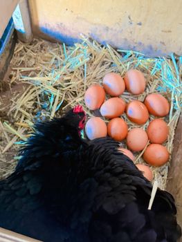🥚 Fresh Eggs for Sale from A&J Livestock 🥚 Fresh Eggs for Sale - A&J Livestock - South Africa