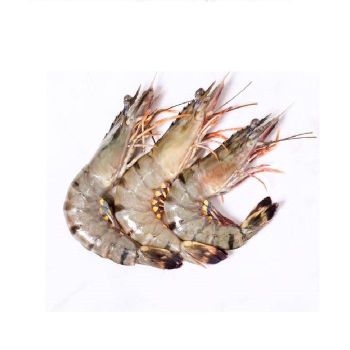 Frozen Fresh Shrimp Seafood Black Tiger Prawn OEM Box Style Packaging Origin Type Apex Fresh Water King Prawns Head Less Shell - Euro Foods - Bangladesh