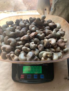 Raw Cashew Nuts - Trade XA - South Africa