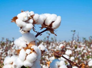 Wholesale 100% Pure Organic Raw Cotton Filling Material for Spinning Buy From USA Exporter - AGRONOVA - United States