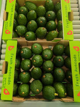 Fresh Harvest – Premium Healthy Avocados | New Zealand Origin 24 Pieces per Box For Sale - Sosa Merchant Solutions - Austria