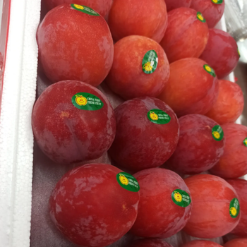 Fresh Plums Export Quality Fruit For Retail Distribution Offering Sweet Flavor Firm Structure And Fresh Harvest Care - TOSOH INTERNATIONAL - South Africa