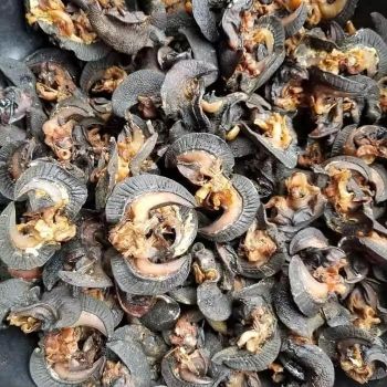 Premium Quality Multi-Colored Sour Salty Dried African Snails 25kg Bag Packaging Healthy Factory Direct - CPW TRADE LTD - United Kingdom