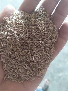 Cumin Seed Singapore 99.5% - UBK INTERNATIONAL - India