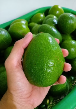 Fresh Avocado Butter Features No Preservatives Fruit Type Fresh butter Avocado - PT Nicky Jastip Express - Indonesia
