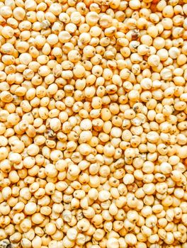 sorghum - Ma Sa de cv Agri - United States