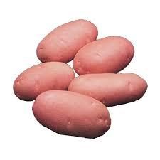 Asterix Potato Sugar Content Low Flesh Texture Firm Skin Strength Strong Freshness Level Fresh Dry Matter Content High Shape Oval To - RAZILITY TRADELON (SMC-Private) Limited - Pakistan