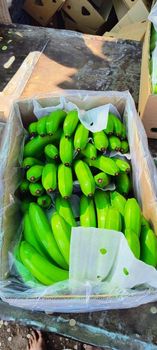Cavendish banana